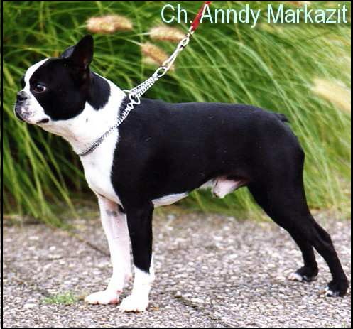 Ch. Anndy Markazit Anndy