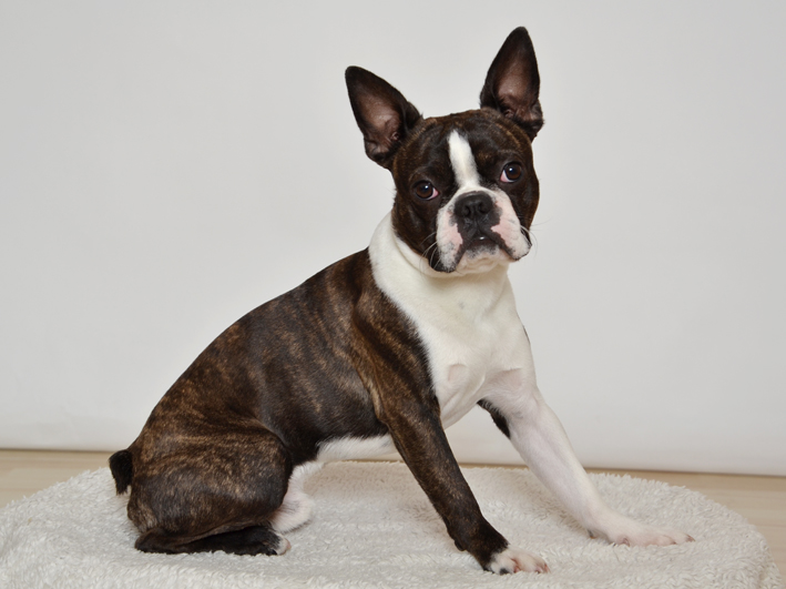 Cedrik Bludný kámen Cedrik