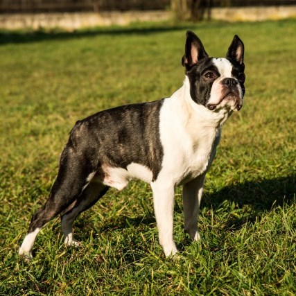 Eren von Bursik Eren