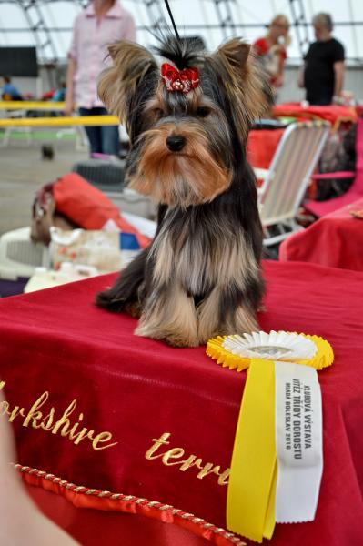 Goodspeed for Life Mini Mystery KlV MB