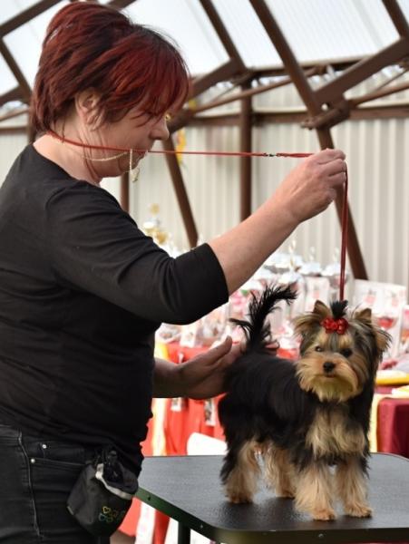 Hawana Dimetrodon KV MB