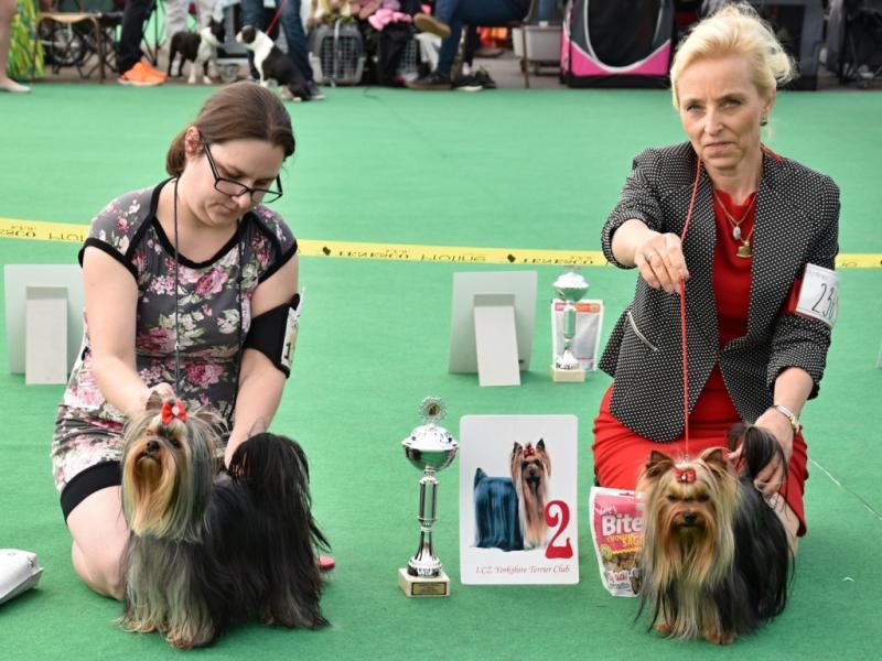 Psi - mezitřída KV MB