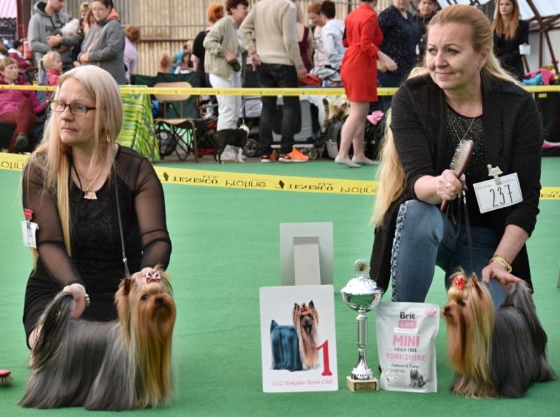 Psi - třída otevřená KV MB