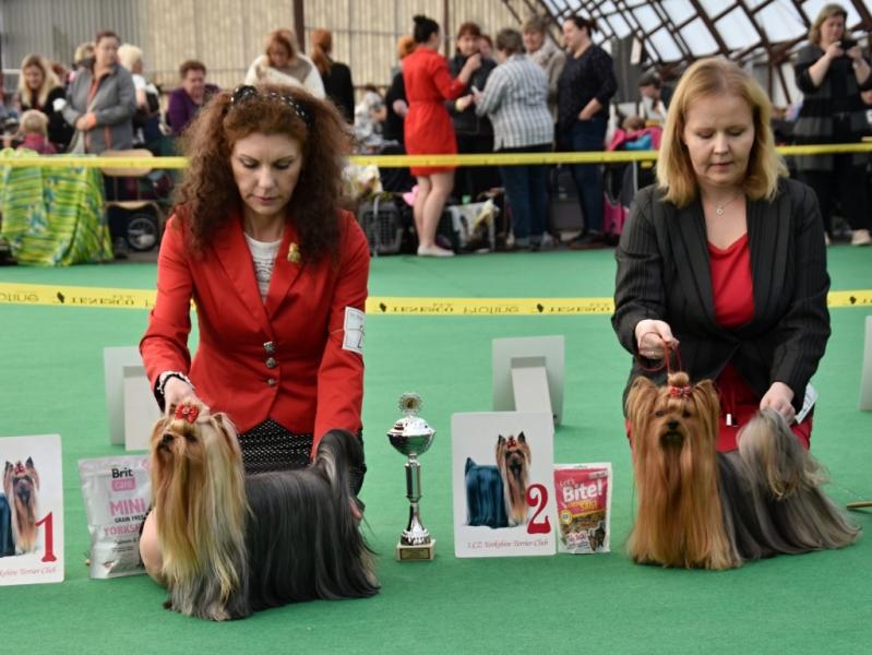 Psi - třída vítězů KV MB