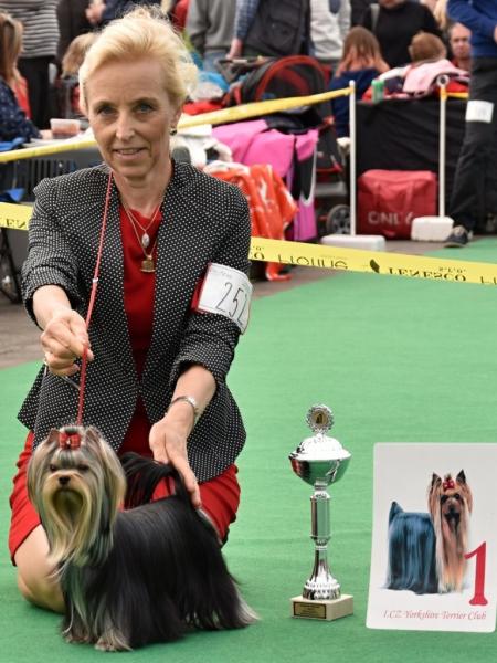 Métis Stříbrný Artep KV MB