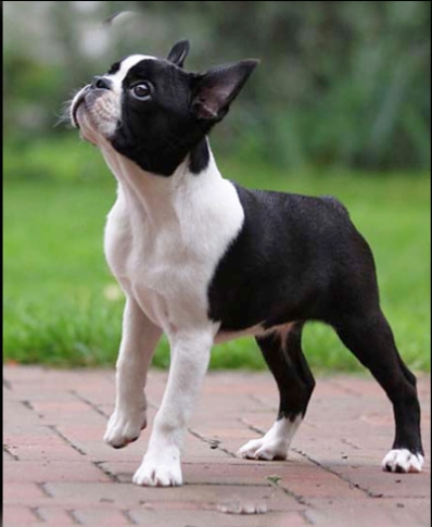 Boston terrier