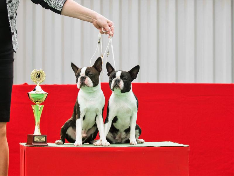 Klubová výstava Mladá Boleslav, 15. 9. 2018 KV 2018