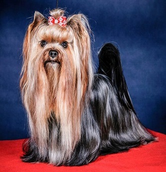 Piccola Hradecká Yessica