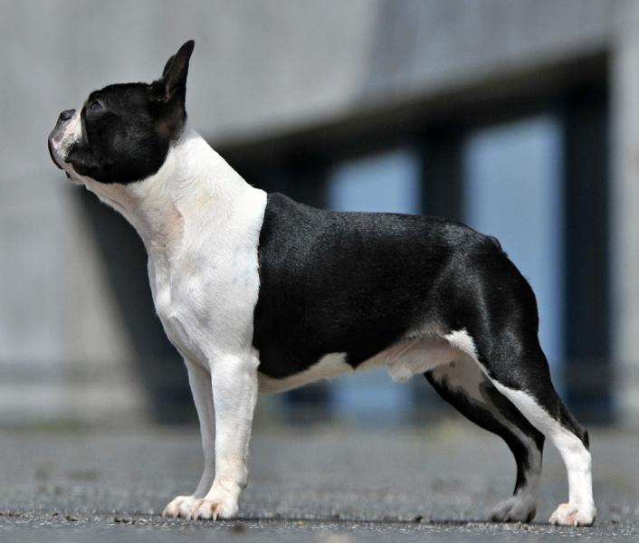 Wild Legend Wild Legend