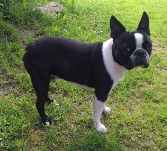 Wilik z Kamenné ulice Wilik